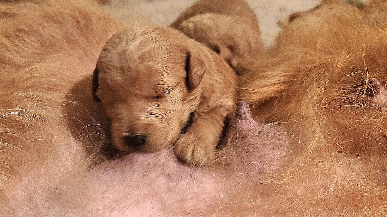 Hungry Newborn Baby Puppies Nursing Mommy's Milk | Cutes Newborn Puppies Video