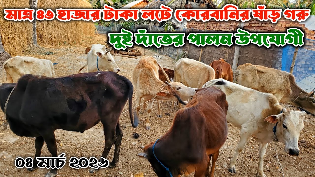 832- মাত্র 43 হাজার টাকা লটে কোরবানি উপযোগী ষাঁড় গরু | ৪ মার্চ ২০২৬ | নগর বাংলা টিভি