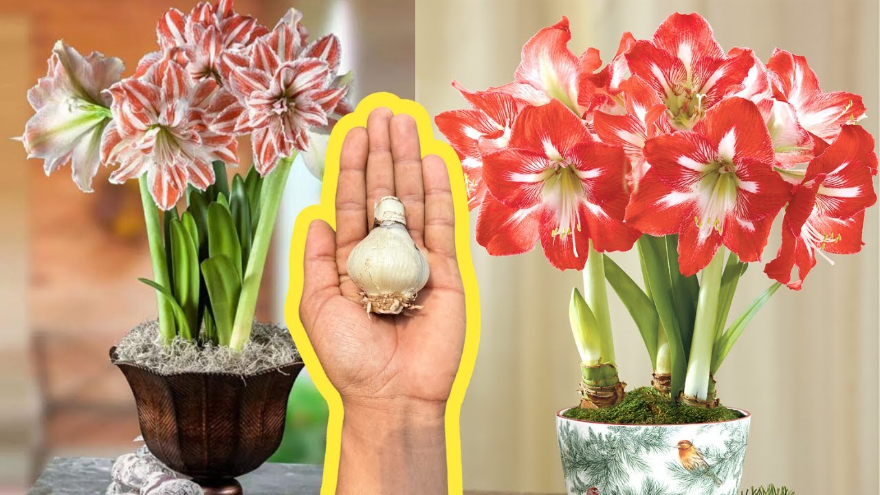 PLANTE SUA AMARÍLIS ASSIM ELA TERÁ CACHOS DE FLORES RAPIDAMENTE