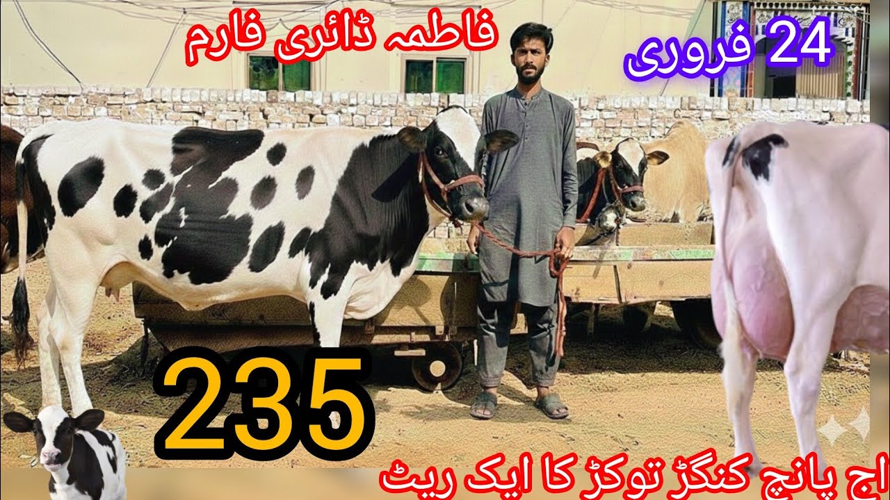 Fatima Dairy Farm | Top Class Khangar Cows For Sale | Top Class Jersey Cows For Sale | 23 Feb  2026