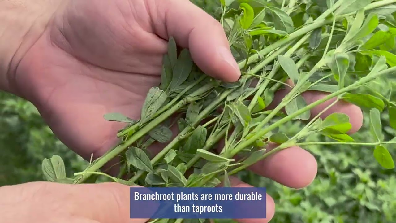 Alfalfa Root Types