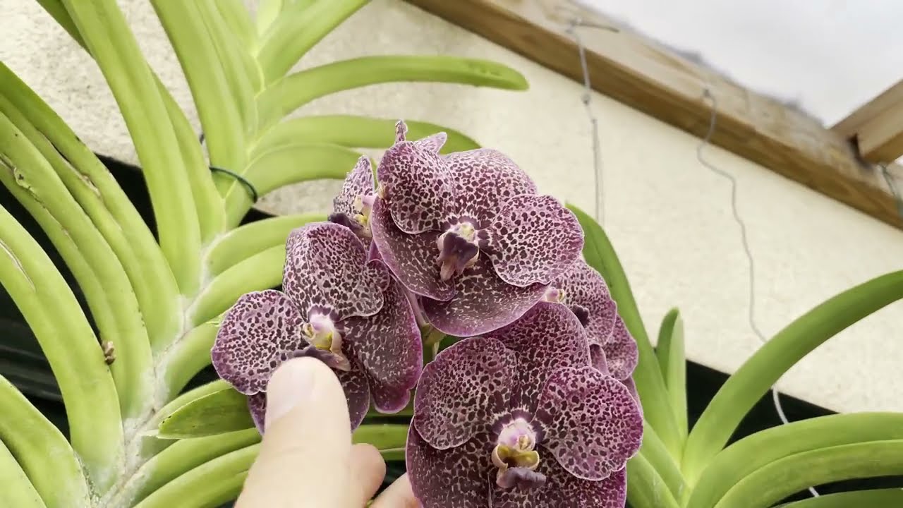Mis Orquideas Catleyas y Vandas en floracion (cultivo y cuidados)