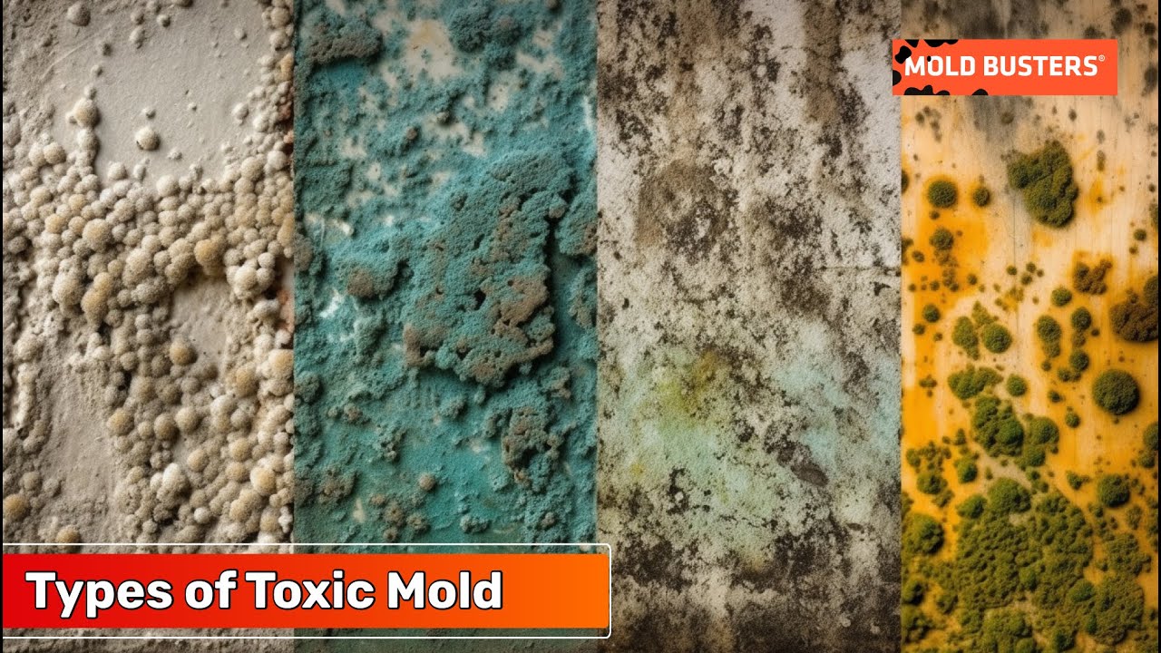 Types of Toxic Mold - Mold Busters