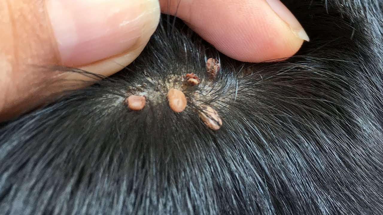 Big Ticks Removing From Dog's Body - How To Remove Ticks From Dog Part 01