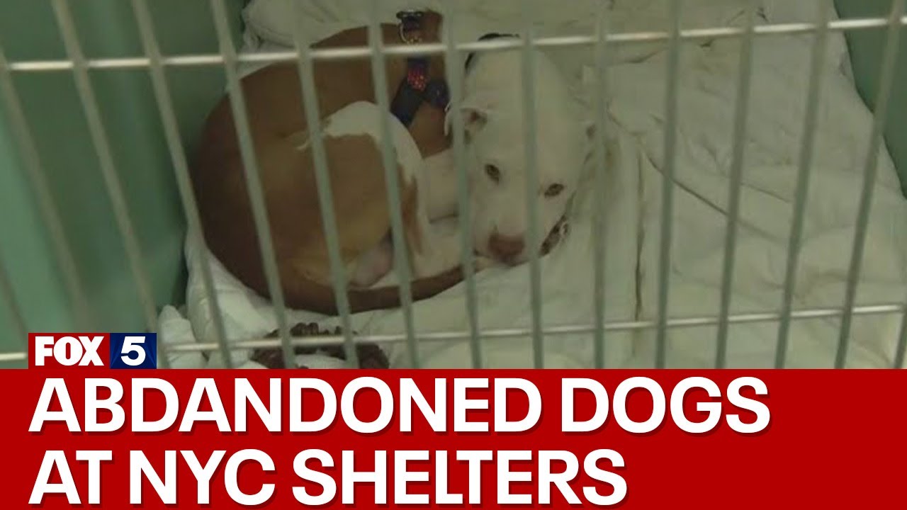 Rising pet care costs causing NYC animal shelters to with abandoned dogs