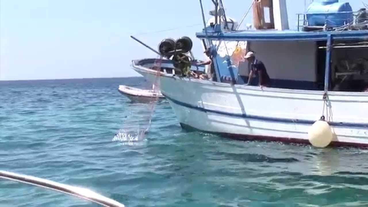 Diteci voi che pesci prendere!