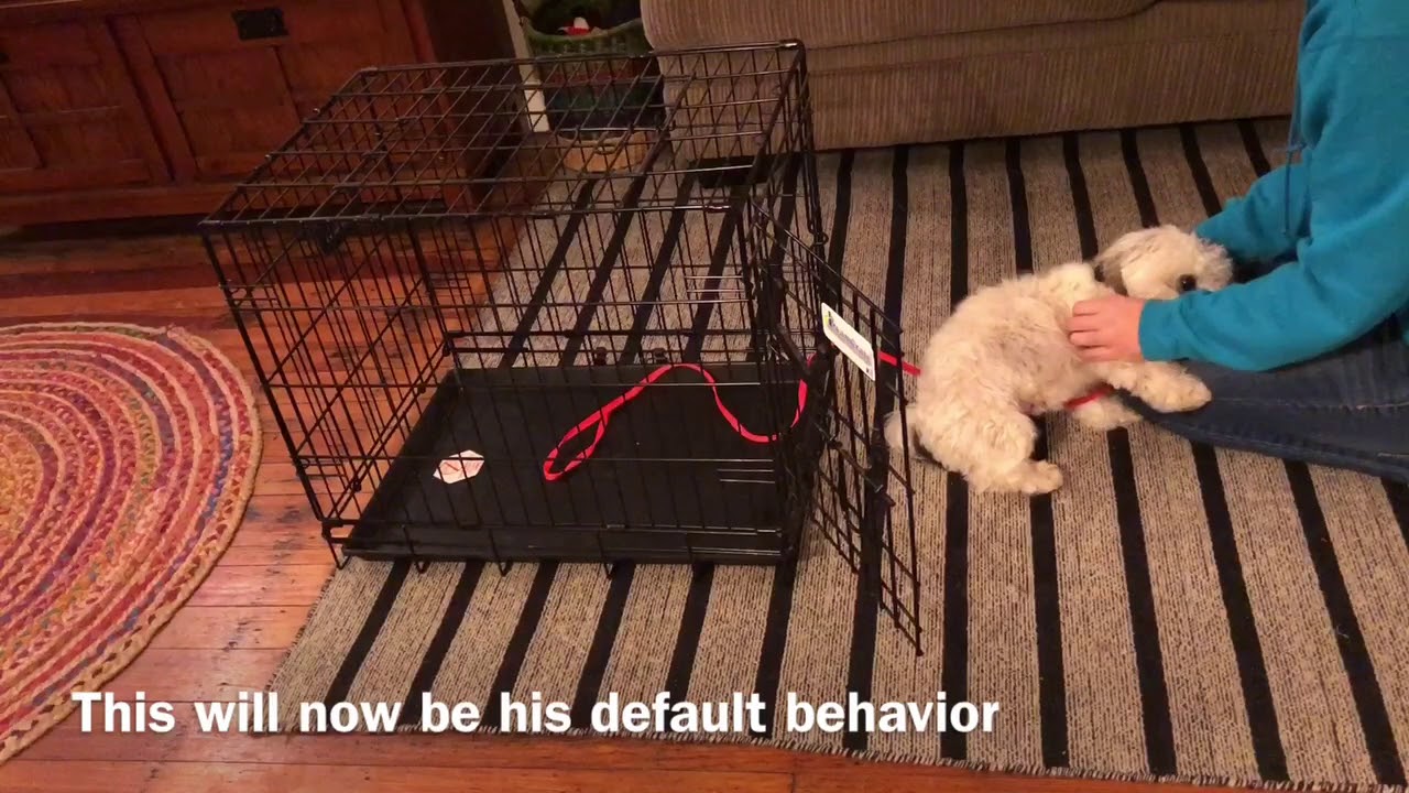 Crate Training with a Havanese