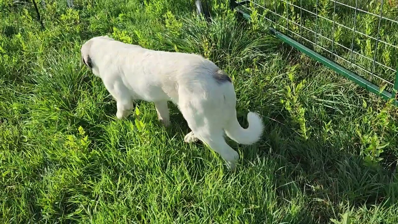 Sheep tractor review and the battle with the broomsedge continues
