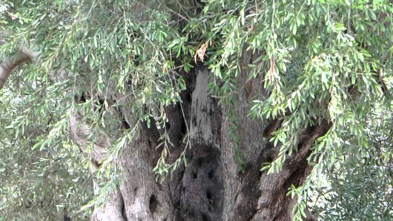 تقرير عن انتاج الزيت والزيتون في بلدة علار