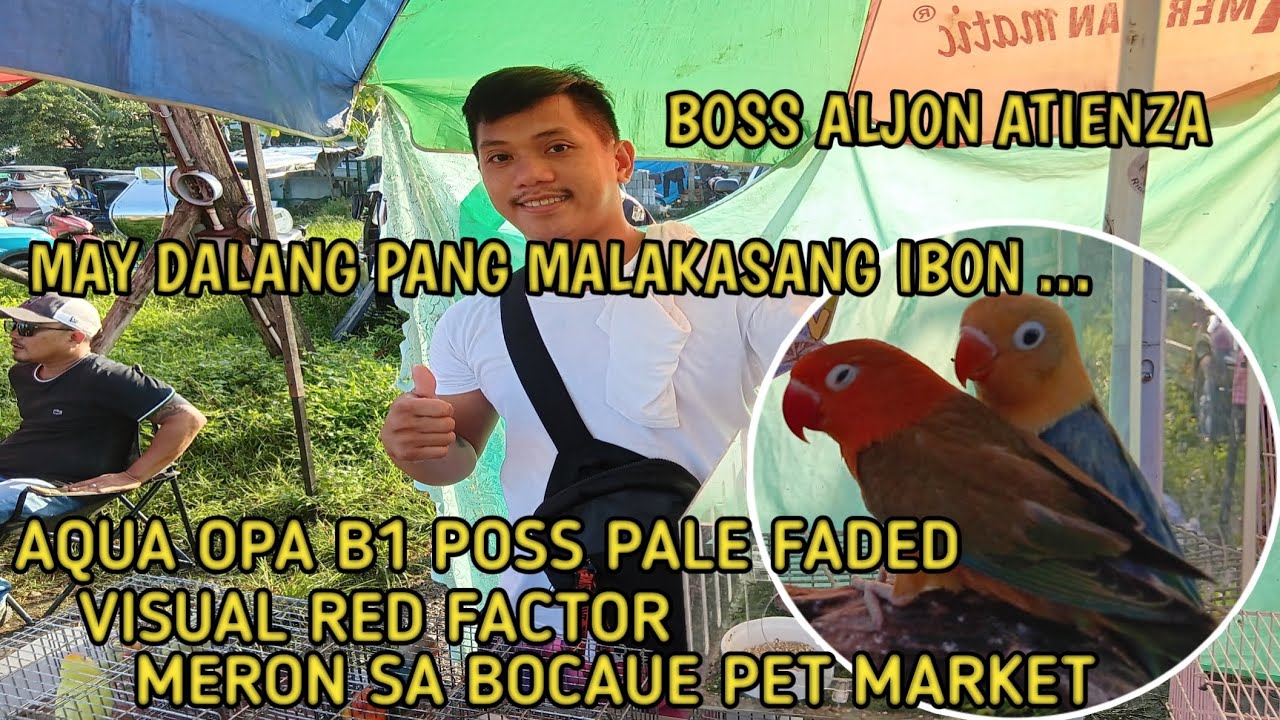 AQUA OPA B1 POSS PALE FADED AT VISUAL RED FACTOR MERON SA BOCAUE PET MARKET