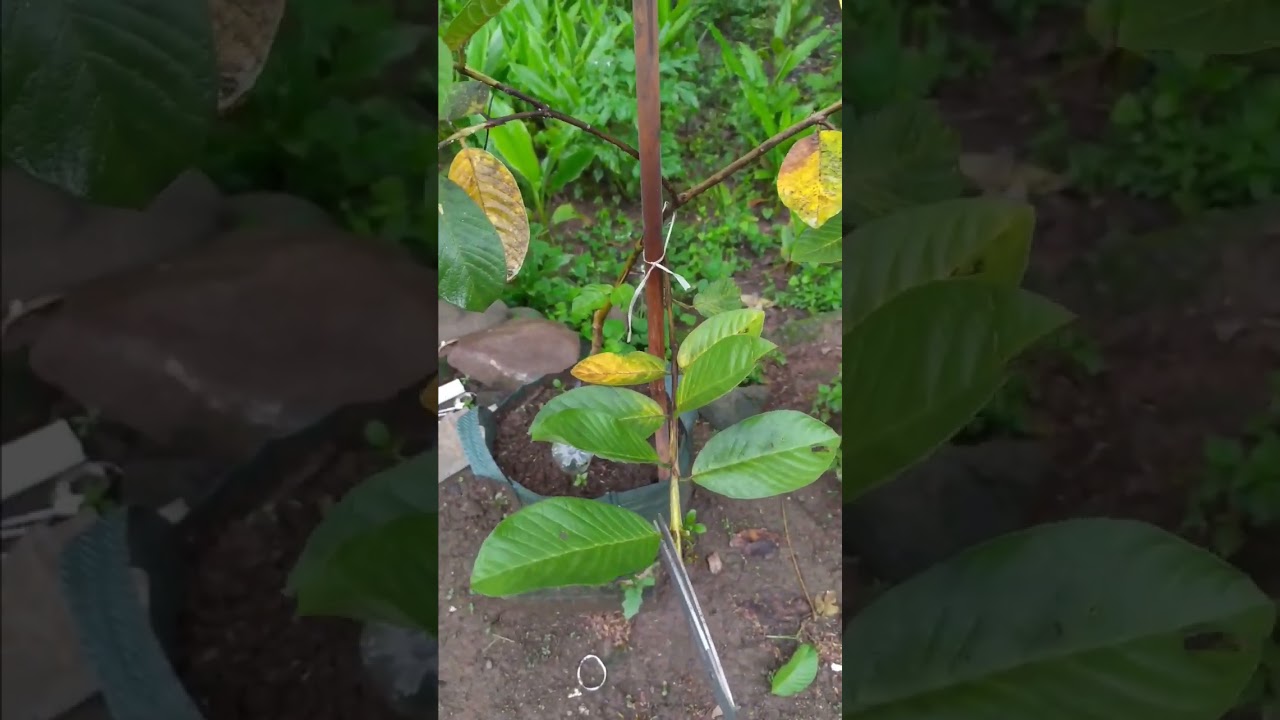 Cara Membuahkan Jambu Kristal 100 % BERHASIL #shorts