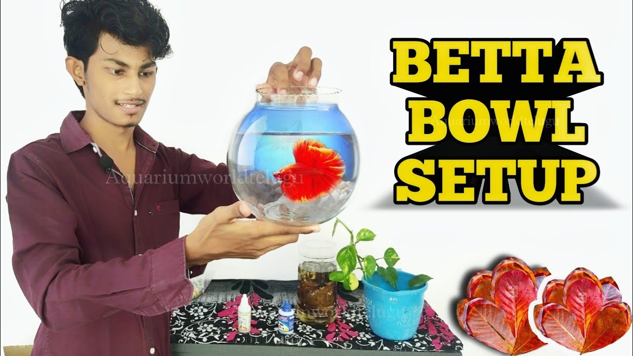 Betta Bowl Setup : How to Care Fish in Bowl : Aquarium World Telugu