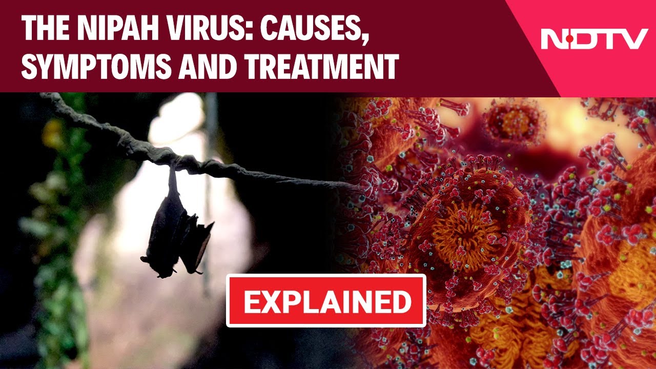 Nipah Virus: 14-Year-Old Kerala Boy Dies - Causes, Symptoms & Treatment Explained