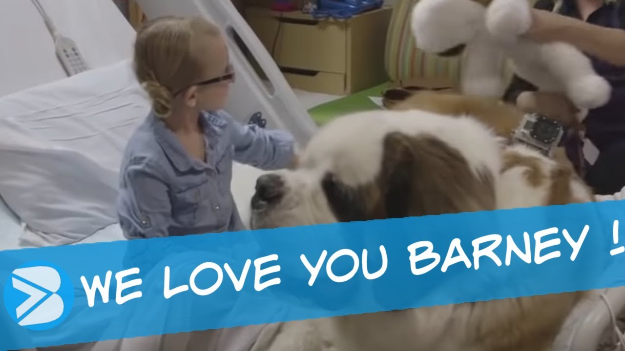 BARNEY a Therapy Dog in a Children’s Hospital