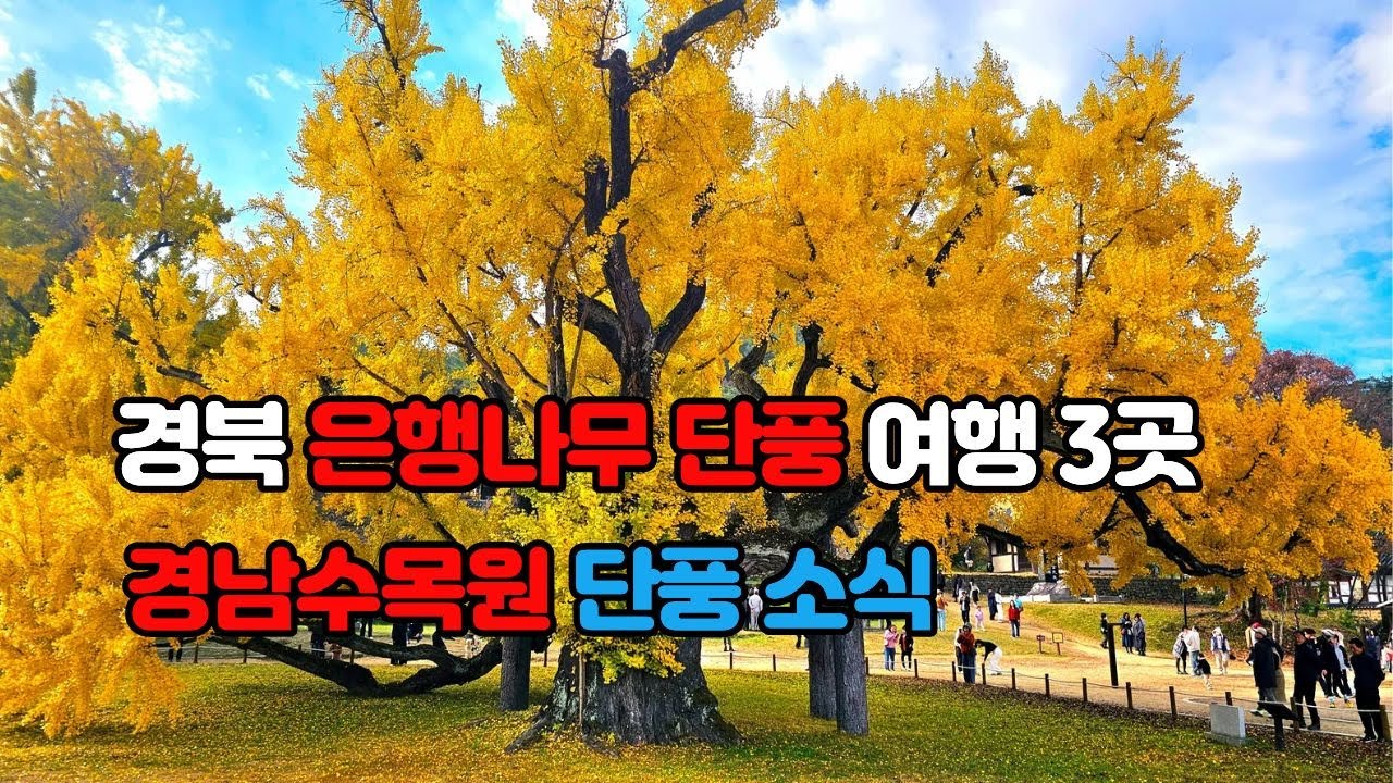 경북 은행나무 단풍 여행 3곳, 경남수목원 단풍소식  #대구도동서원은행나무, #청도적천사은행나무, #경북고령은행나무숲, #경남수목원단풍,