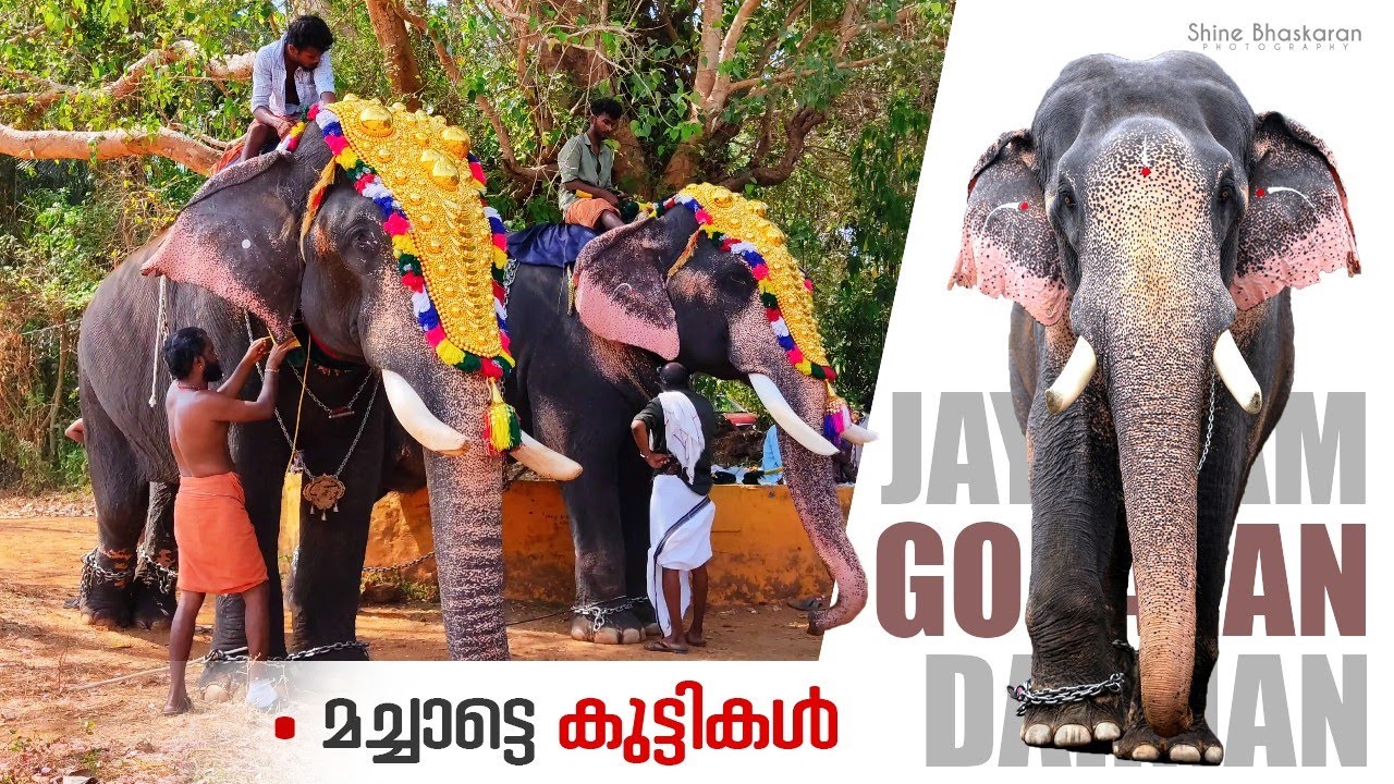 മച്ചാട്ടെ ചുണക്കുട്ടികൾ 💪😎 | Machad Elephants | Machad Jayaram | Machad Gopalan | Machad Darman