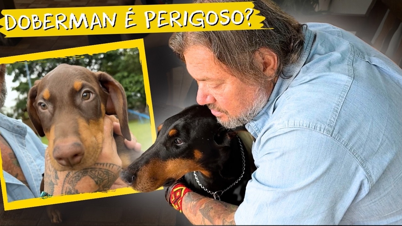 A RAÇA DOBERMANN NÃO É O QUE TE CONTARAM!