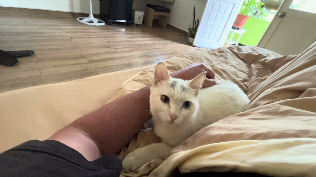 The Hotel cat came into our room today from the balcony Dalat Vietnam 