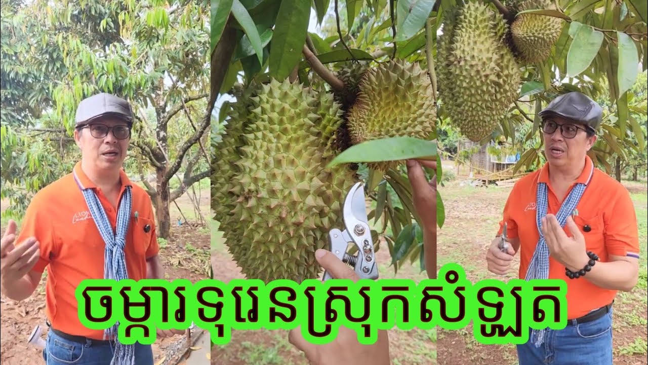 ការយល់ដឹងអំពីដំណាំទុរេន How to know about dorian