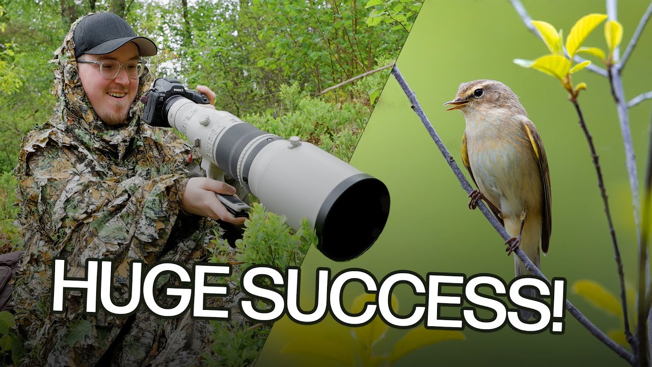 A Day With the Chiffchaff | Bird Photography Success