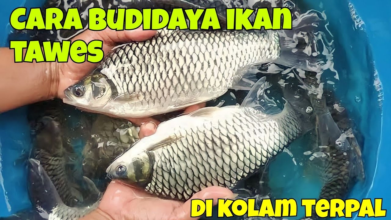 CARA BUDIDAYA IKAN TAWES DI KOLAM TERPAL, MUDAH DAN MENGHASILKAN.