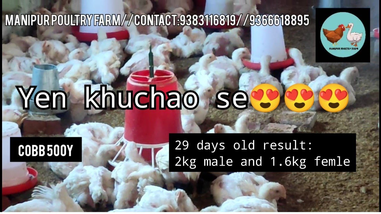 Broiler 29 days,weight 2kg male and 1.6kg female//Manipur Poultry Farm