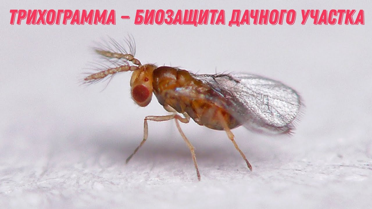 ТРИХОГРАММА &mdash; биозащита дачного участка!