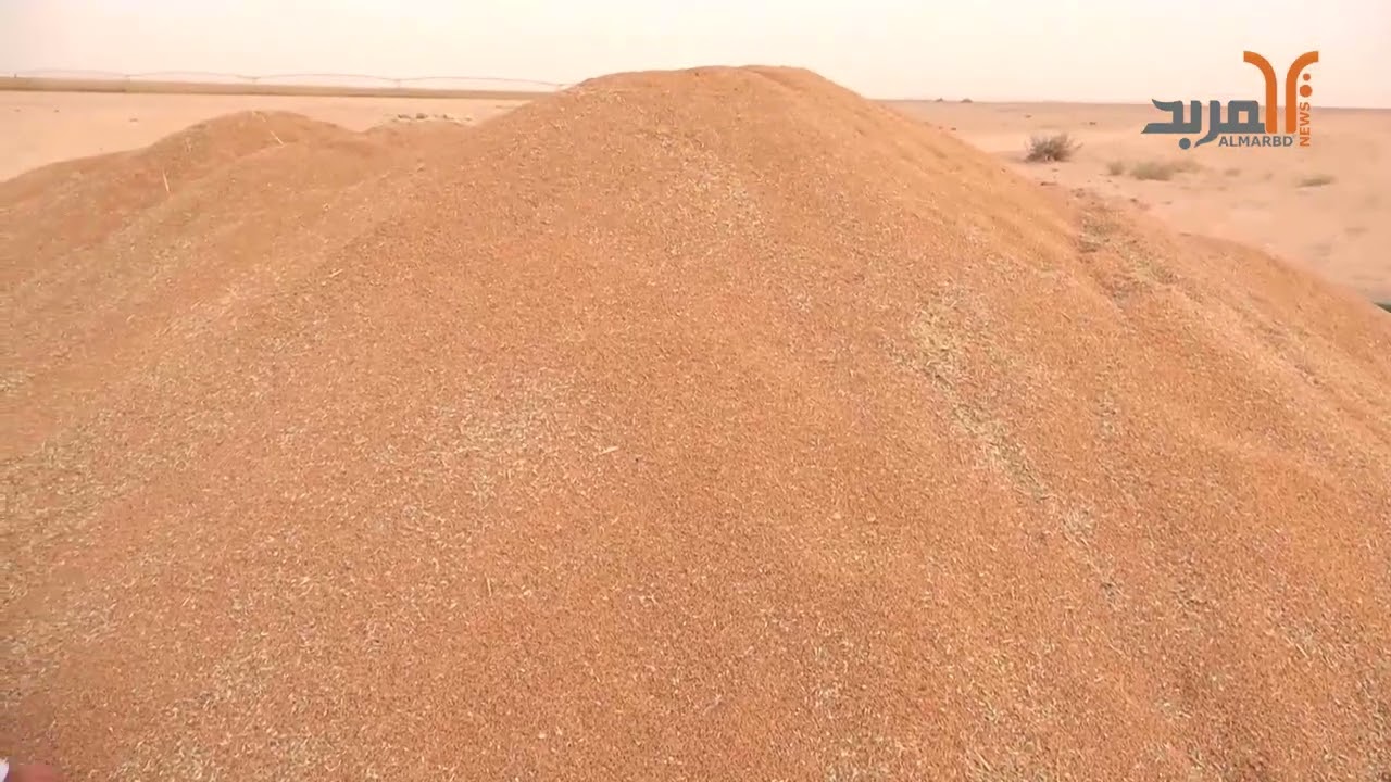 مزارعون في المثنى: لن نسوق محصول الحنطة إلا بعد زيادة الدعم# المربد