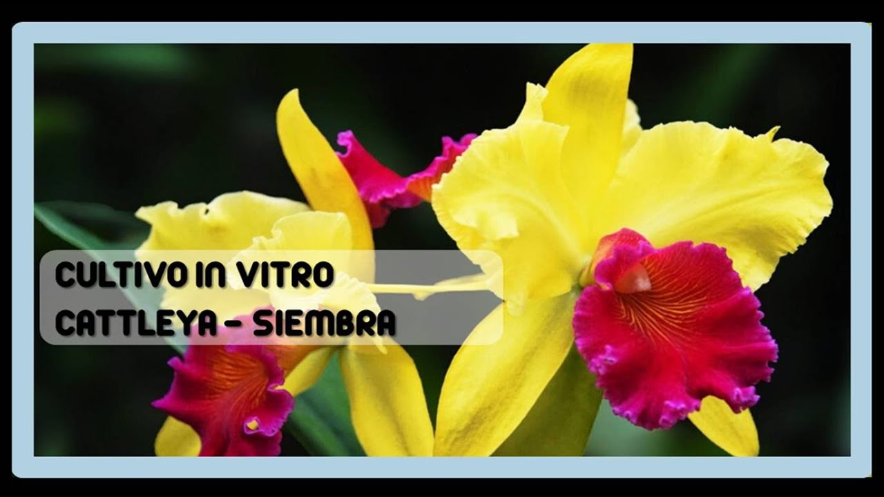 CATTLEYA: SIEMBRA IN VITRO DE CÁPSULA (CULTIVO IN VITRO)