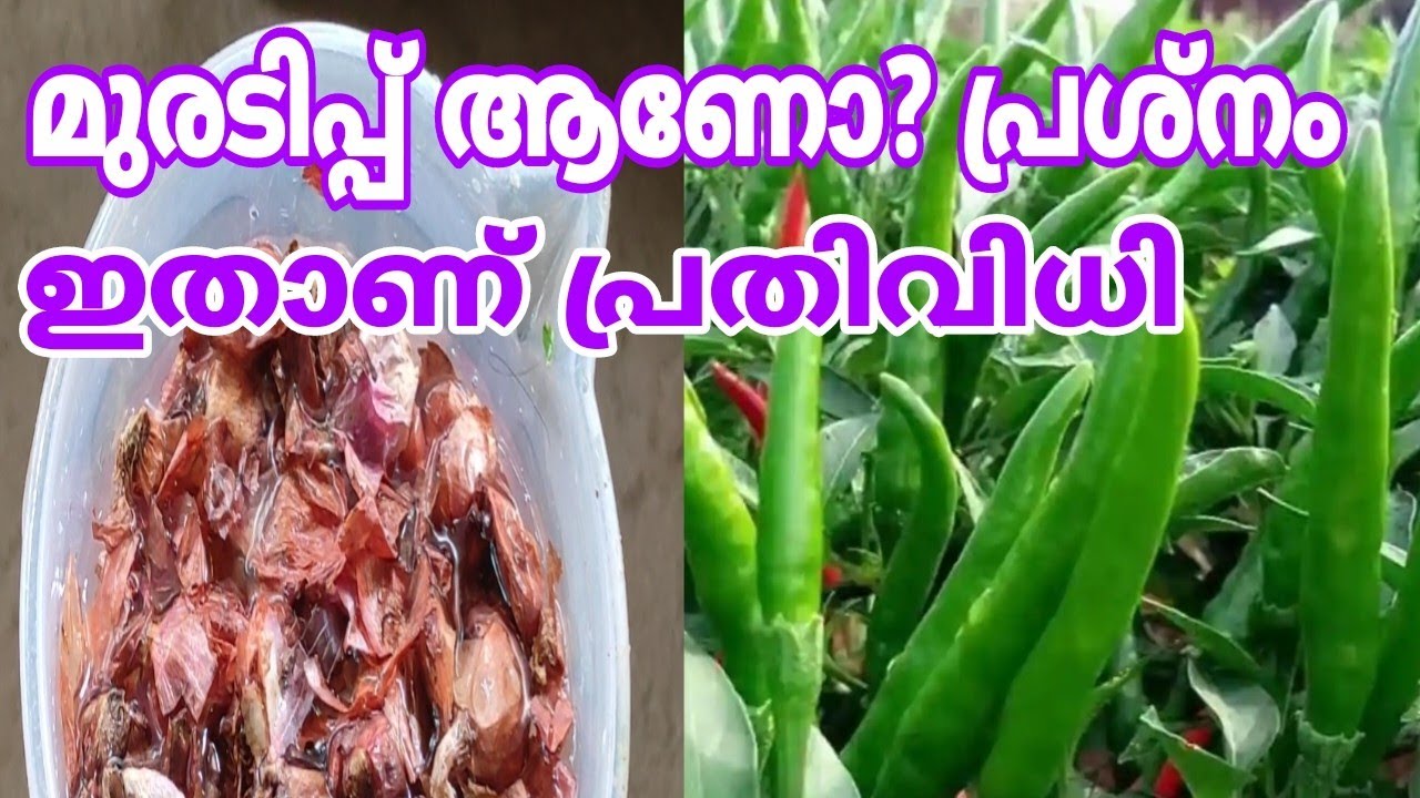 മുരടിപ്പ് മാറാനും മുളക് നിറയാനും ഇതു മതി | Chilli plant tips | Mulaku chedi പരിപാലനം
