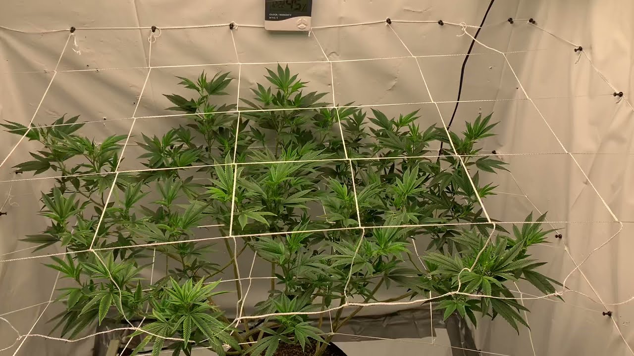 Mars hydro tsw 2000 closet grow Adding trellis roots organic nutrients #PhenoStar #marshydro