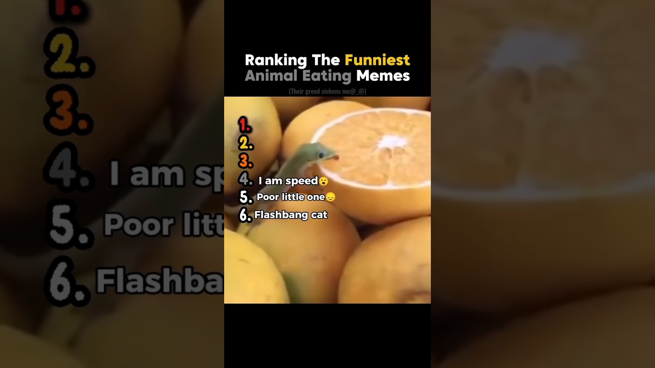 Ranking the Funniest Animal Eating Memes
