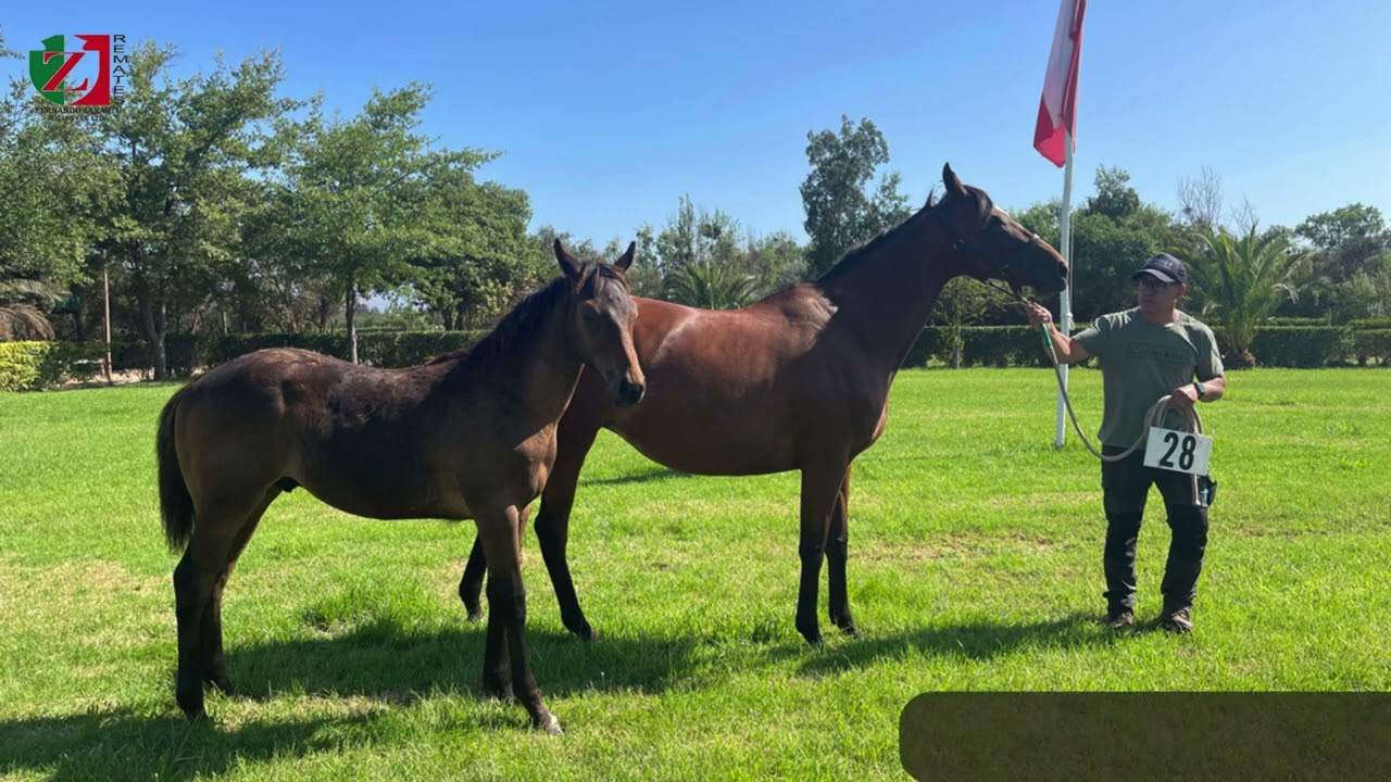 Lote 028 Y GOLDEN MOMENTS / 2017 Morning Raider - Crystal Ice