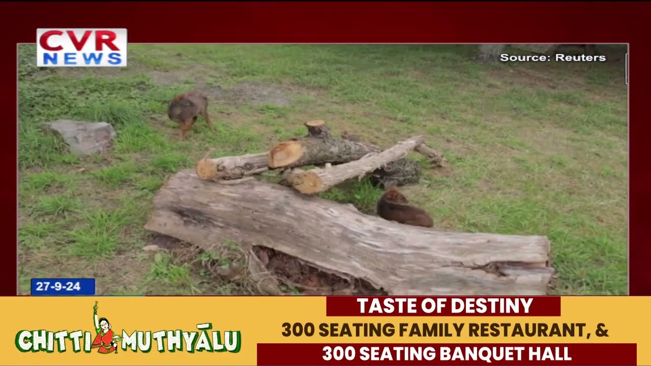WORLD'S SECOND-SMALLEST PUDU DEER DEBUTS IN WARSAW ZOO! | CVR ENGLISH