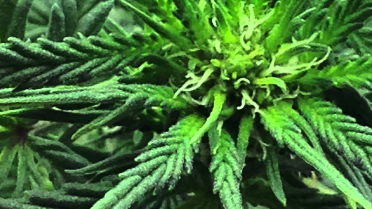 Grow Photos 2 Bud shots