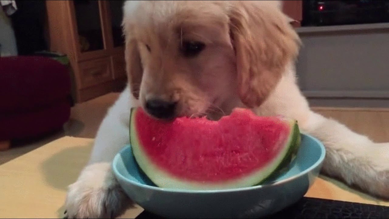 These Golden Retriever Puppies Are Way Too Cute! - Cute Animals Compilation