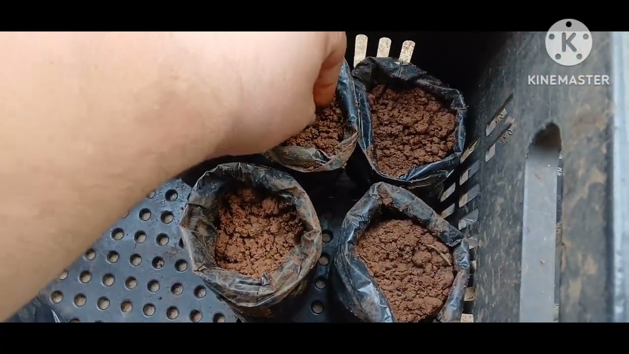 Plantando sementes de Tento-Carolina (Adenanthera pavonina) para fazer mudas.