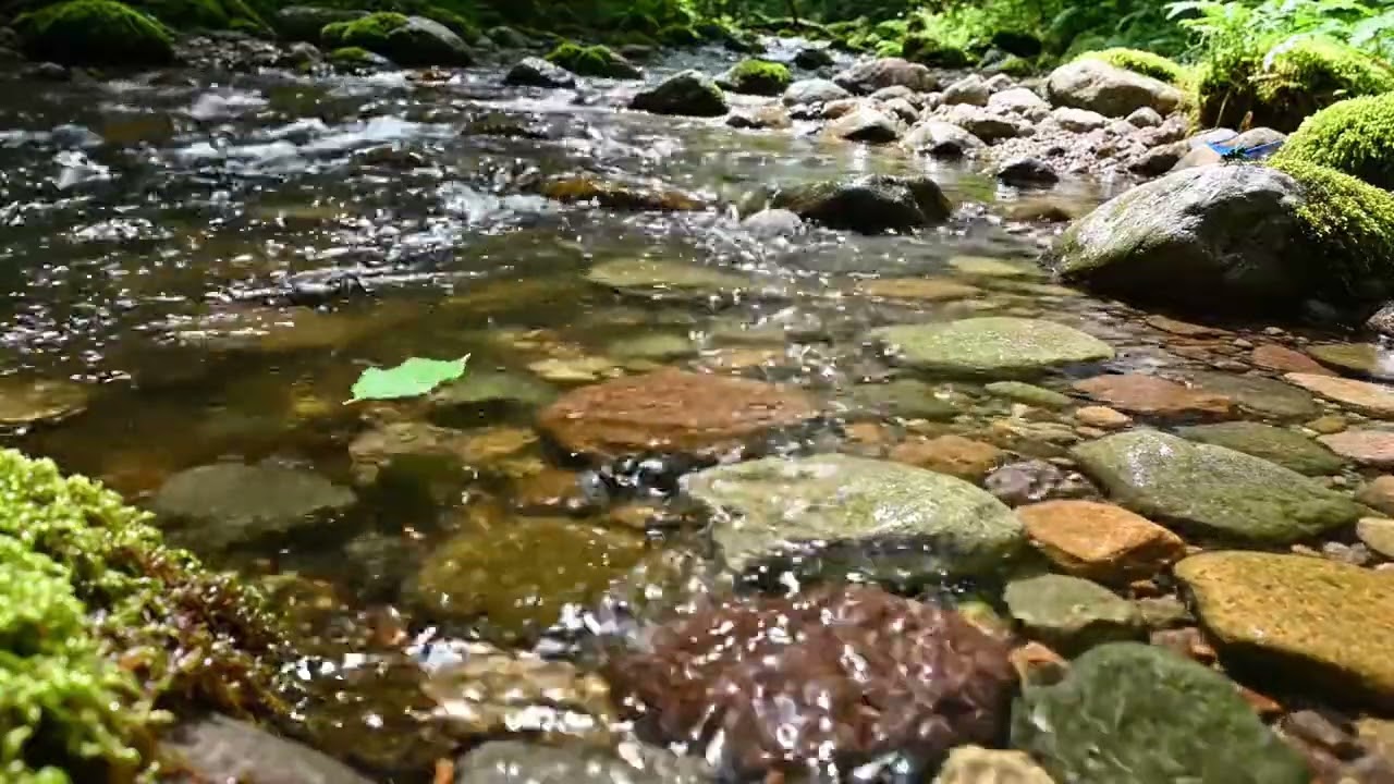 Relax, Study, and Sleep Well | Flowing River Sounds with Forest Birds for Calm Productivity