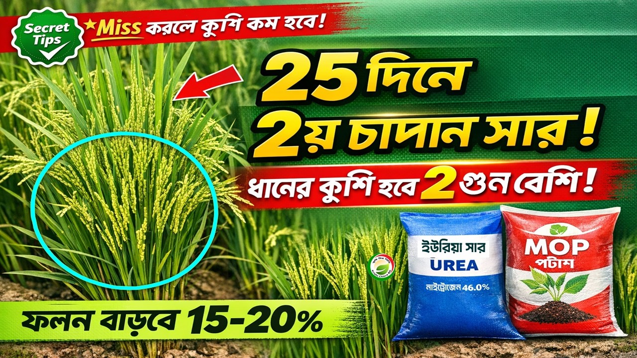 বোরো ধানের কুশি বাড়ানোর জন্য ২৫ দিনে দিন ২য় চাপান সার! ধানের কুশি হবে ২ গুণ বেশি 🌾 ফলন বাড়বে ২০%