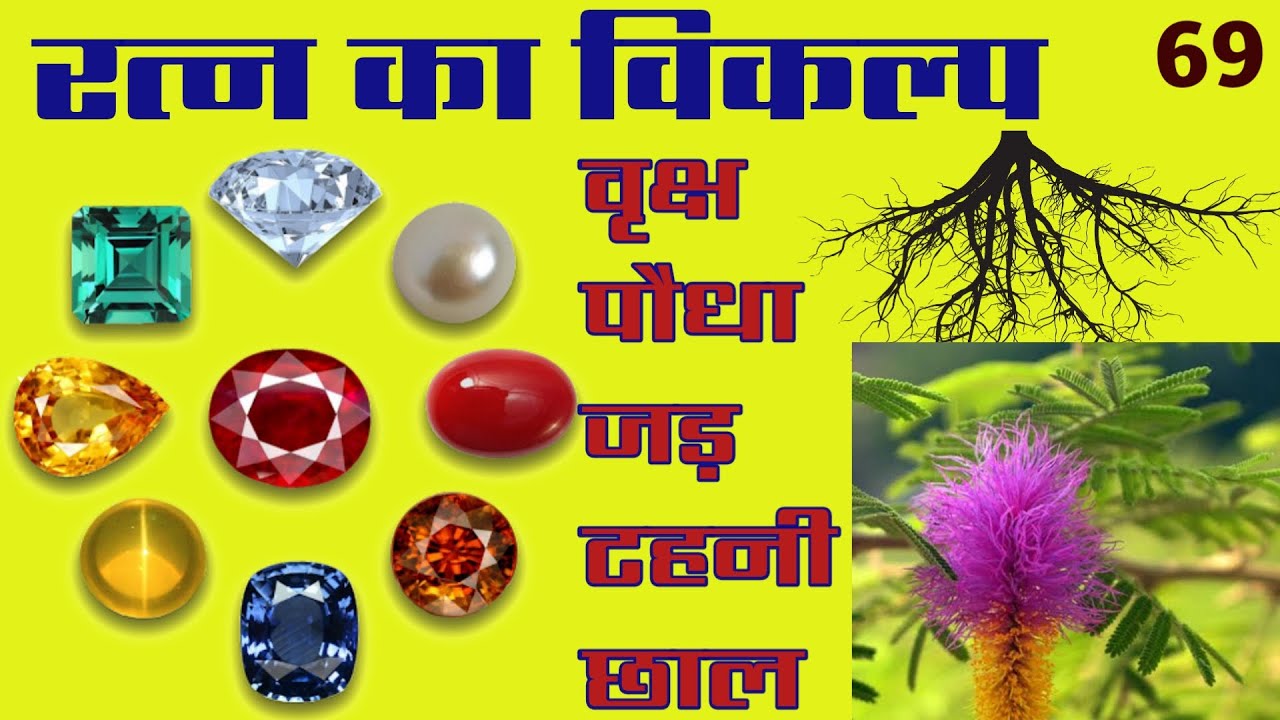 रत्न के स्थान पर पेड़ों के जड़ धारण कर सकते हैं। रत्नों की जगह जड़ी। Jadi Buti. Kundali Seekho Part 69.