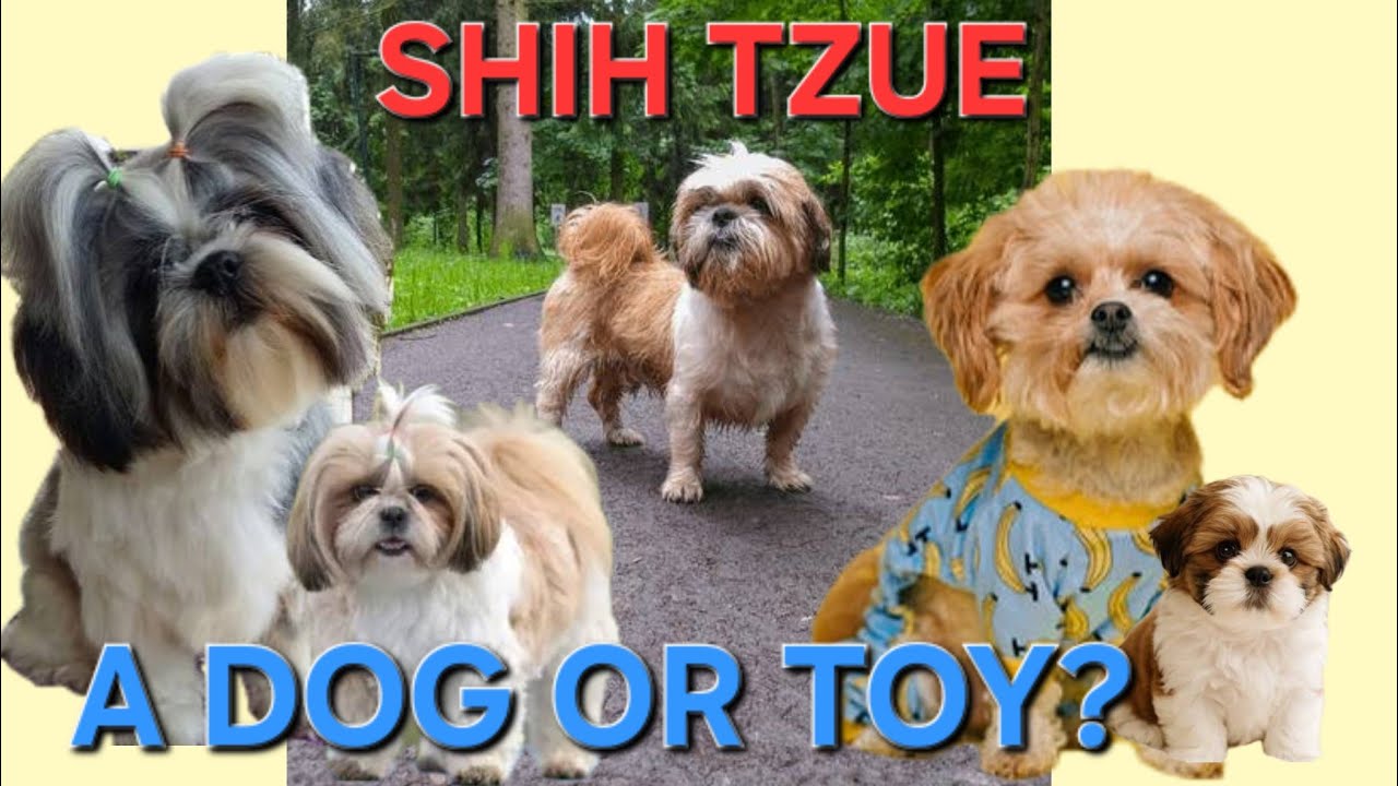 Cuteness High Alert. Shih Tzu is most beautiful and cute loving pet