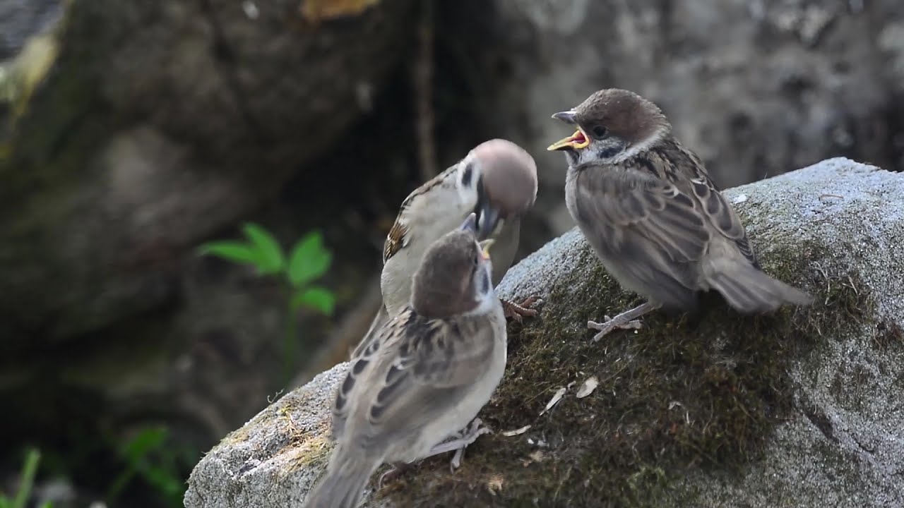 Забавные слетки полевого воробья.Пробуют все,что попало. Funny sparrows are trying to eat everything