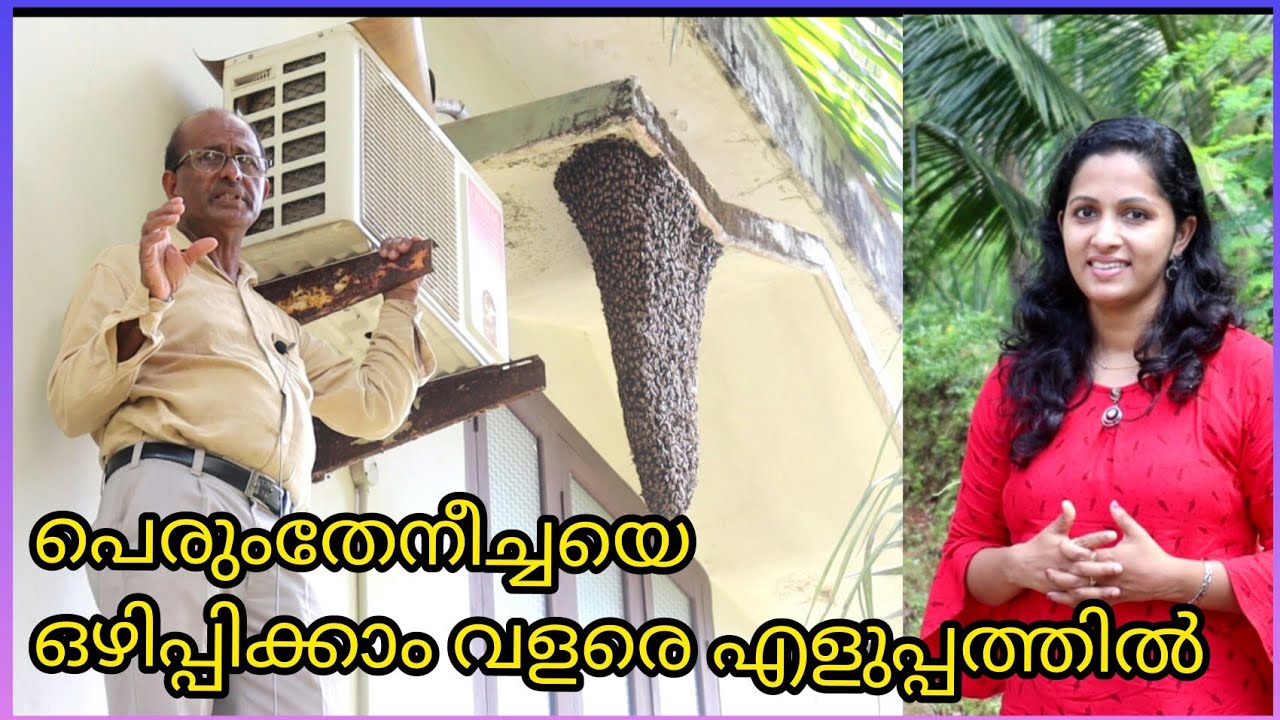 പെരും തേനീച്ചയെ എളുപ്പത്തിൽ ഒഴിപ്പിക്കാം /theneecha krishi/perum theneecha/harshas nest
