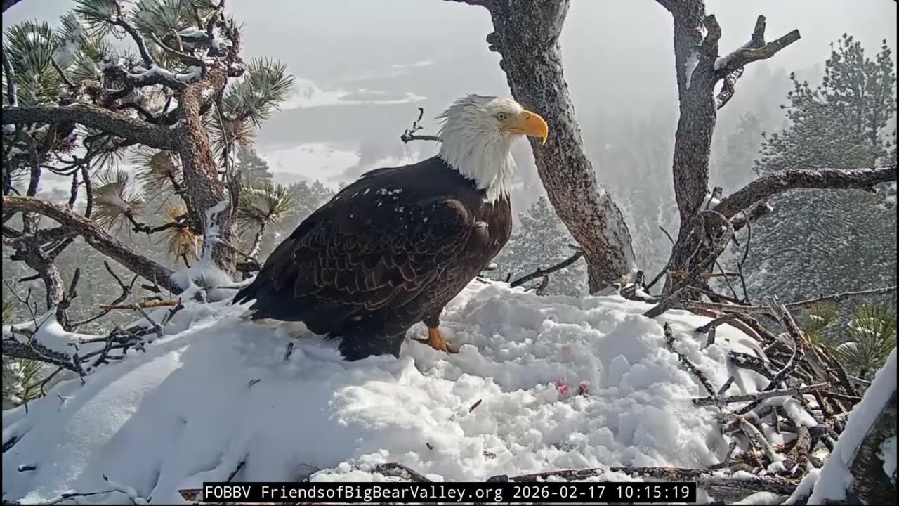 Shadow lands on fresh snow with fish, Jackie pancakes in snow! | 2.17.26