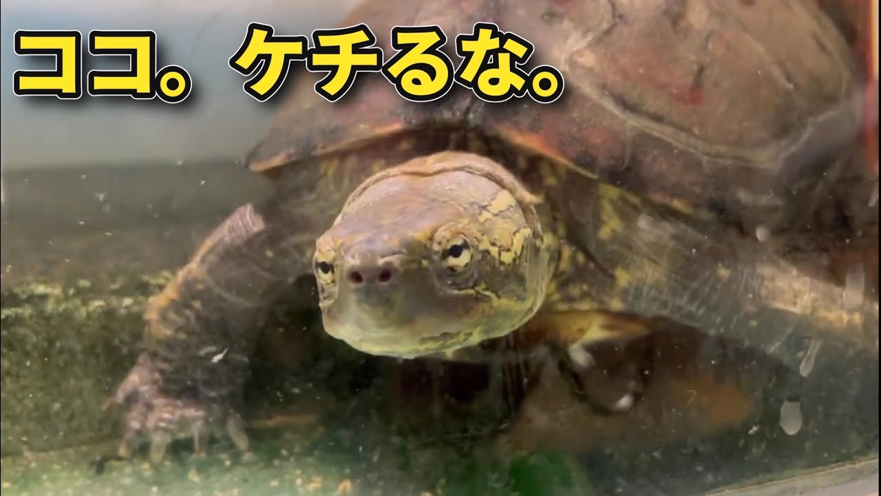 爬虫類飼育のケチっていい所／ダメな所。