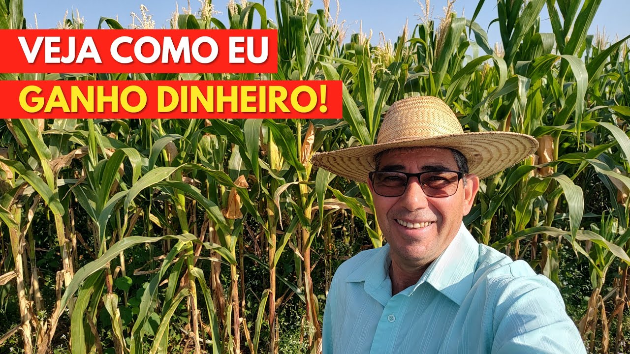 Como Ganhar DINHEIRO com MILHO VERDE, Veja como eu Faço!