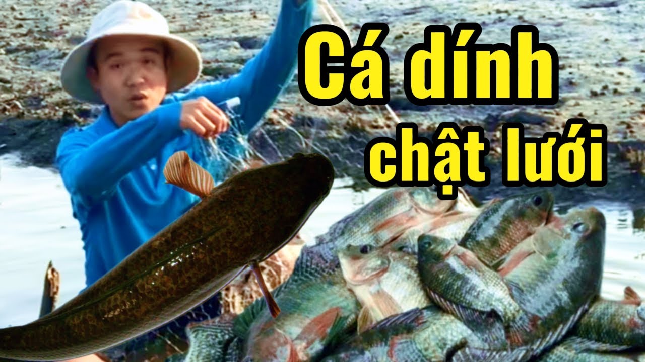 Giăng Lưới Ruộng Mùa Sạ Lúa - Trúng Đậm Cá Rô Phi & Cá Lóc | Bữa Cơm Chiều Quê