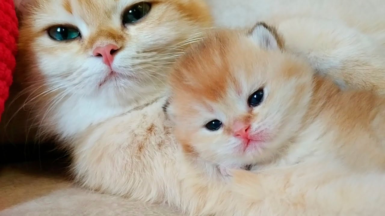 💕 14 Дней После Рождения | Крошечные котята мяукают |