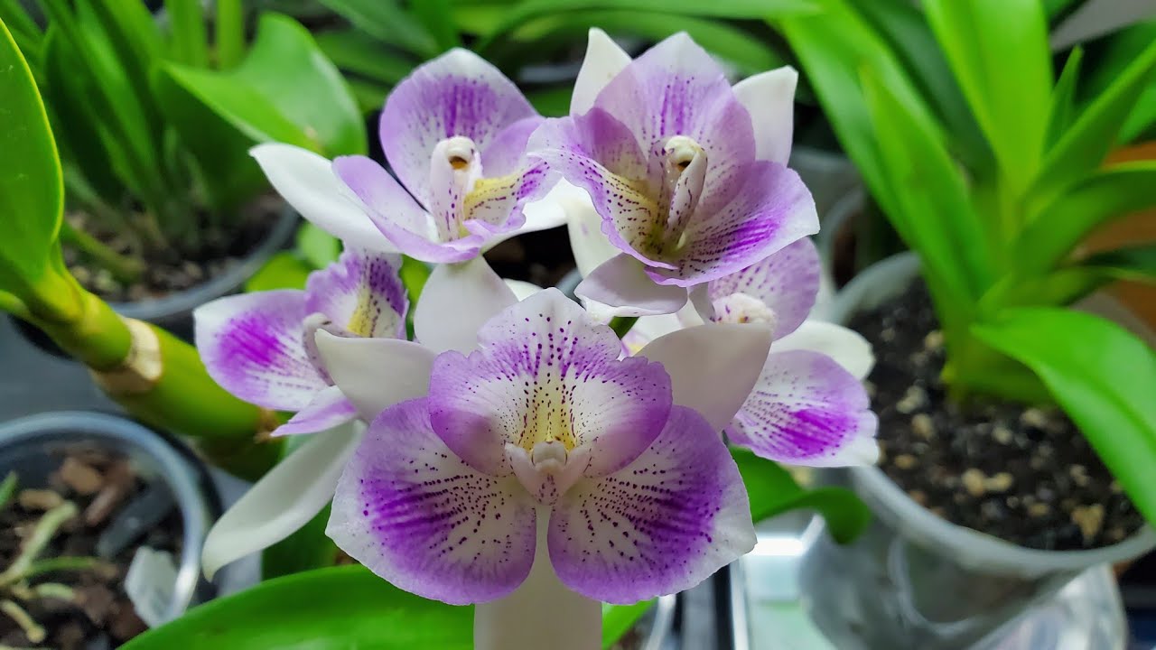 Sophie's Garden 一年开三次花的卡特兰 Diacattleya Chantilly Lace 'Twinkle'