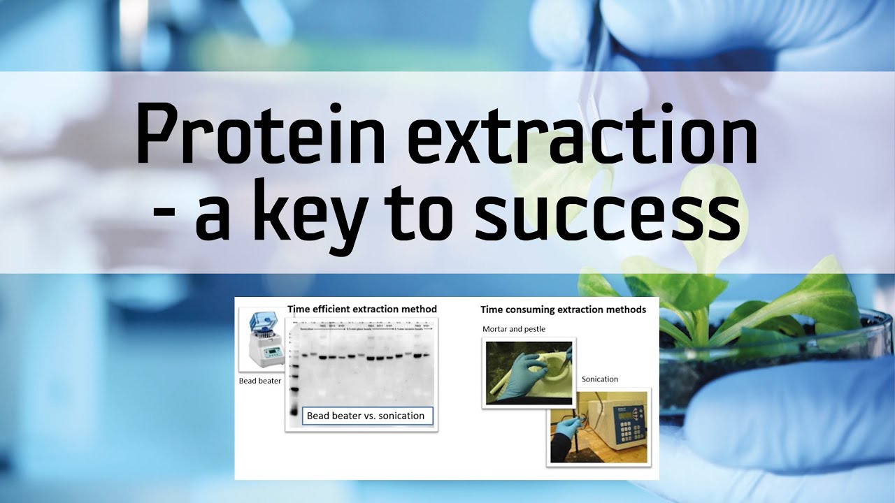 Protein extraction - a key to success